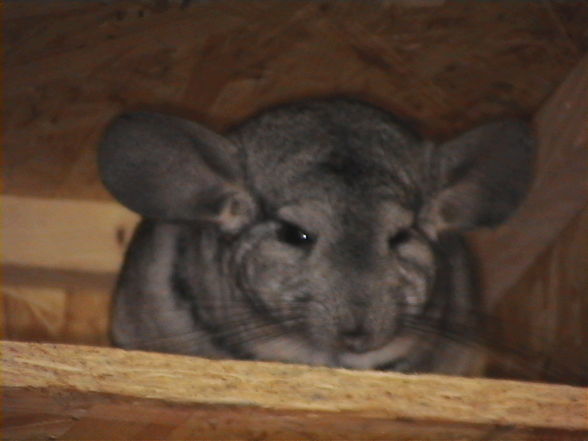 meine chinchillas - 