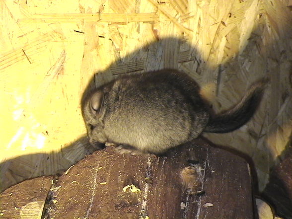 meine chinchillas - 