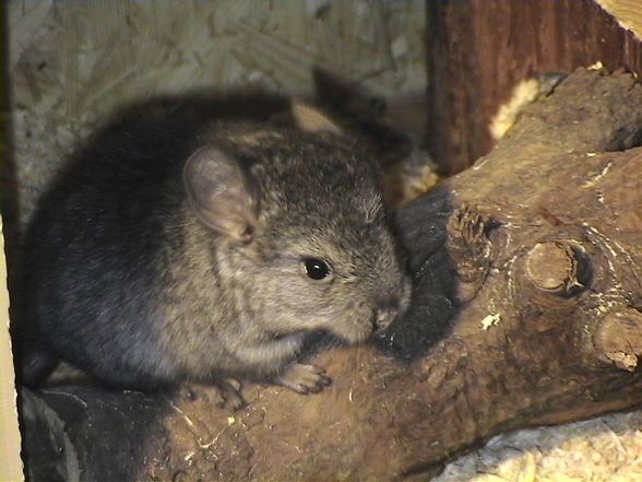 meine chinchillas - 