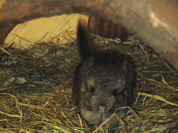 meine chinchillas - 