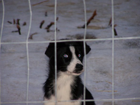 FINNLAND -> Aktuelles von der Husky F - 