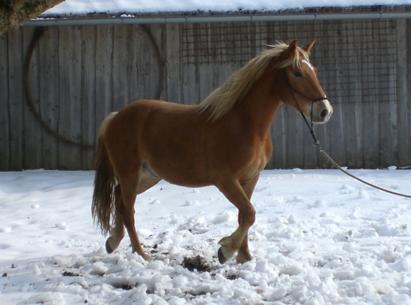 Caballero - 