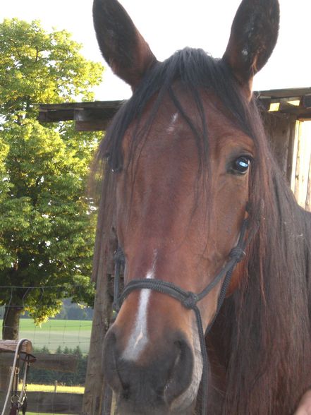 Cheyenne - mei Mädal! :) - 