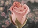 Anne Geddes - 