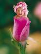 Anne Geddes - 