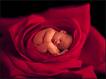 Anne Geddes - 