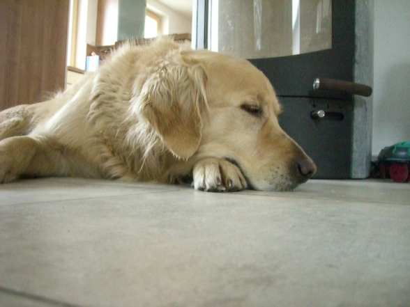 Meine Tiere - 