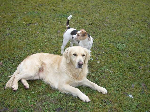 Meine Tiere - 