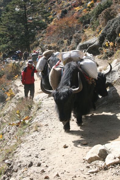 Nepal-Everest-Trek Okt.´08 - 