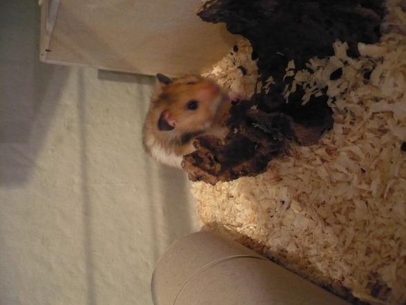 HaMsTeR - 