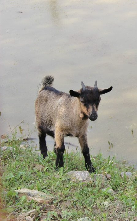 Tierpark Preding Wettmannstätten - 