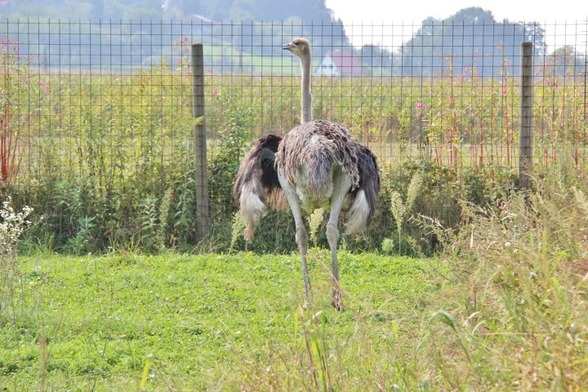 Tierpark Preding Wettmannstätten - 