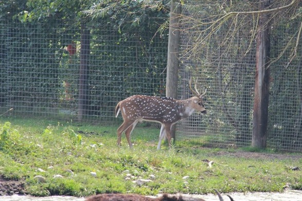 Tierpark Preding Wettmannstätten - 