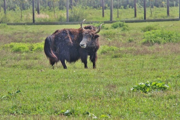 Tierpark Preding Wettmannstätten - 