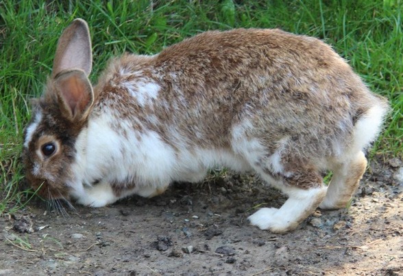 Tierpark Preding Wettmannstätten - 