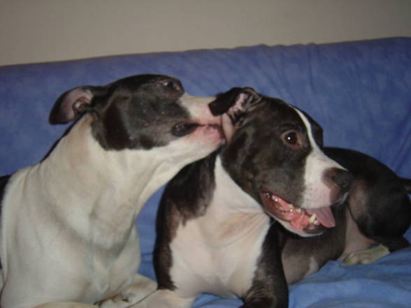 My two favorite Pit Bull´s - 