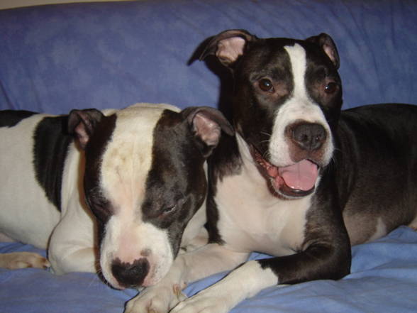 My two favorite Pit Bull´s - 