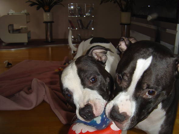 My two favorite Pit Bull´s - 