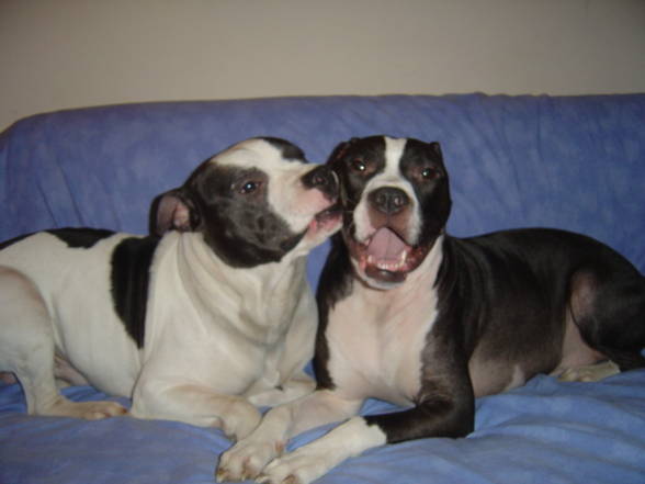 My two favorite Pit Bull´s - 