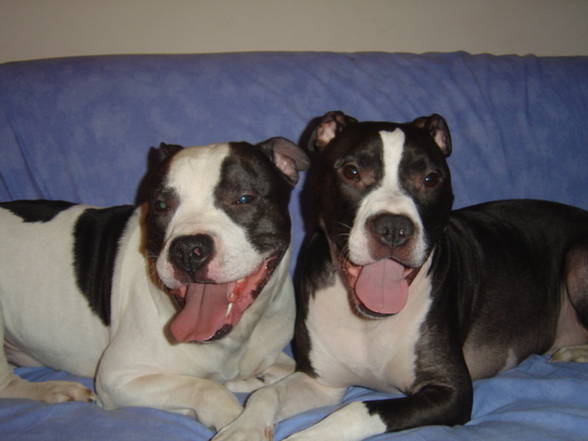 My two favorite Pit Bull´s - 