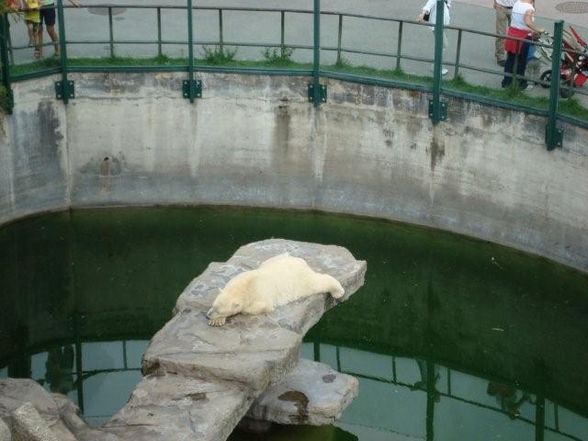 TIergarten Schönbrunn - 