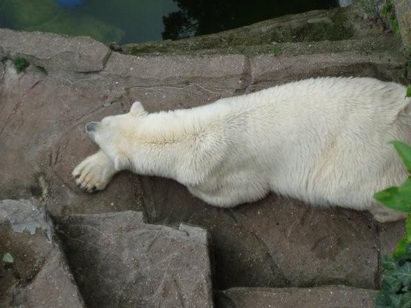 TIergarten Schönbrunn - 