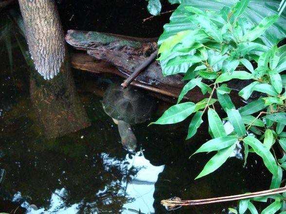 TIergarten Schönbrunn - 