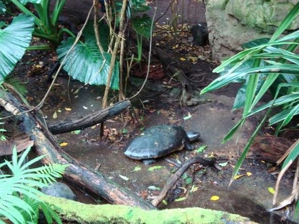 TIergarten Schönbrunn - 