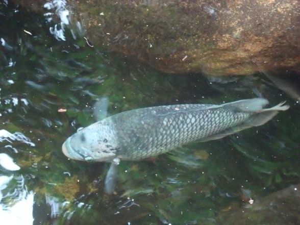 TIergarten Schönbrunn - 