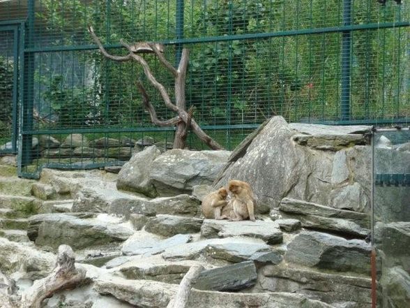 TIergarten Schönbrunn - 