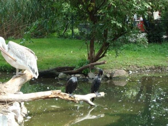 TIergarten Schönbrunn - 