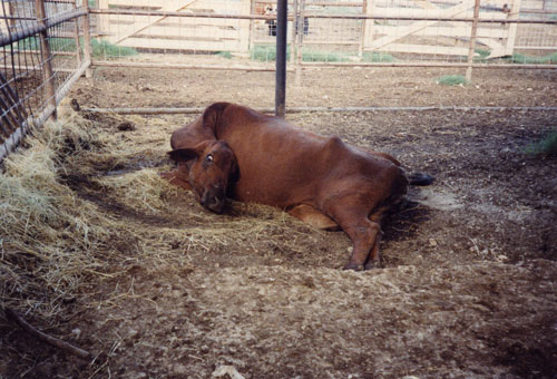 Ein Herz für Tiere - 