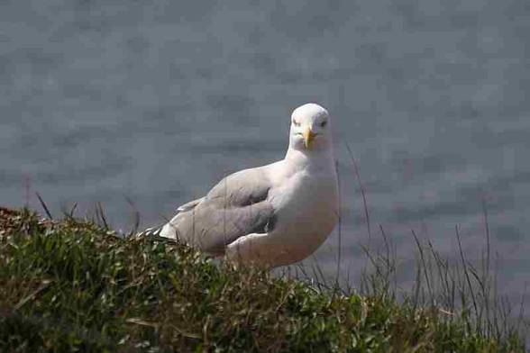 01.05.2006 --- HELGOLAND TRIP - 