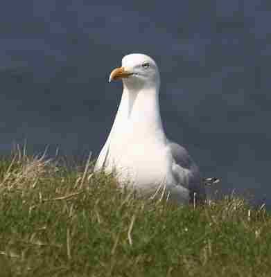 01.05.2006 --- HELGOLAND TRIP - 