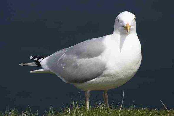 01.05.2006 --- HELGOLAND TRIP - 