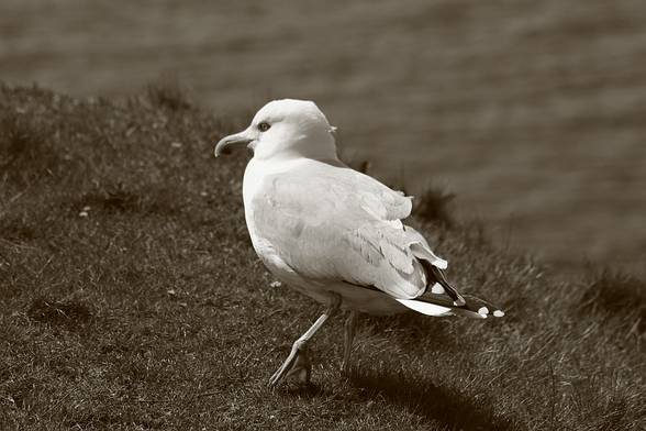 01.05.2006 --- HELGOLAND TRIP - 