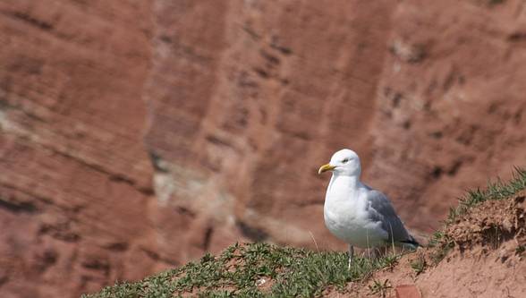 01.05.2006 --- HELGOLAND TRIP - 