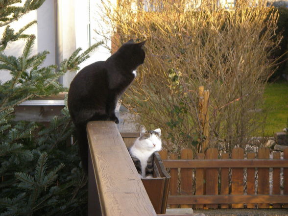 Katzen - 