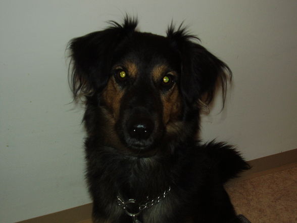 mein Hund "Bentley" - 