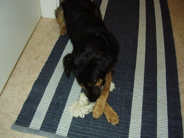 mein Hund "Bentley" - 