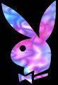 PlayBoy - 