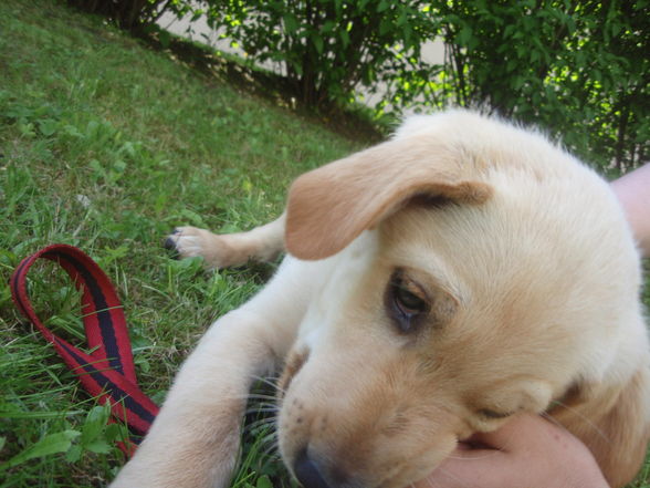 Samanta - 