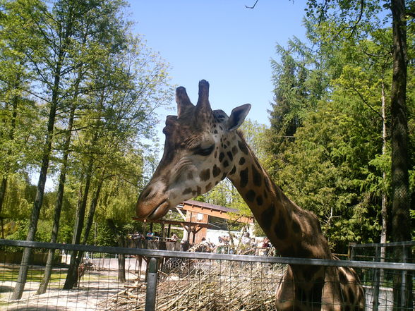 Zoo Schmieding - 