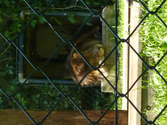 spontan Ausflug in den Tiergarten - 