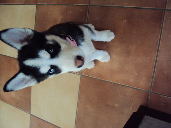 Sibirian Husky-Laika - 