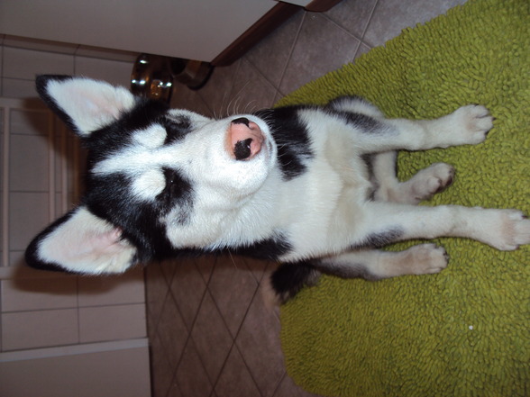 Sibirian Husky-Laika - 