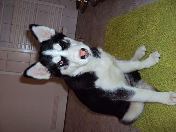 Sibirian Husky-Laika - 