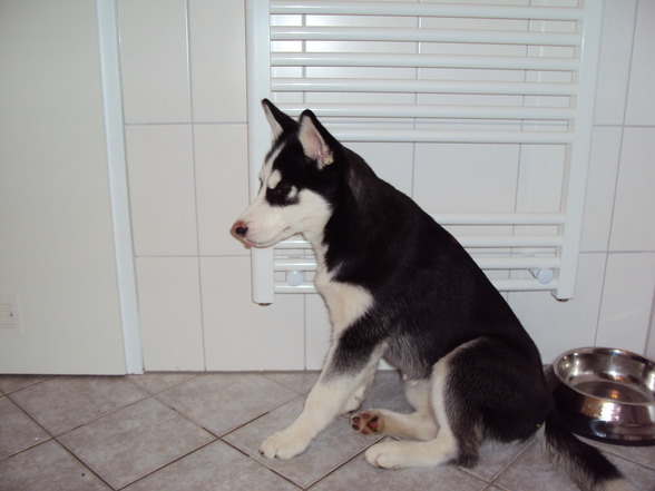 Sibirian Husky-Laika - 