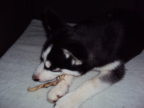 Sibirian Husky-Laika - 