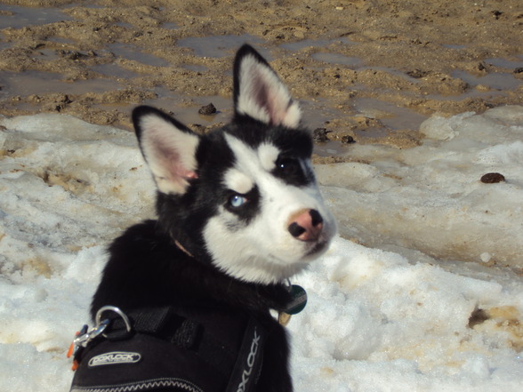 Sibirian Husky-Laika - 